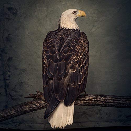 Clutch - Book of Bad Decisions (2018) 320kbps